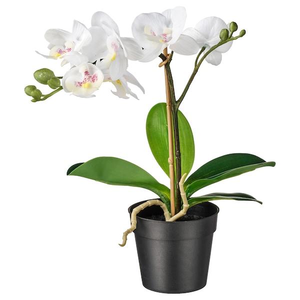 FEJKA Artificial potted plant, Orchid white 9 cm, 80294937