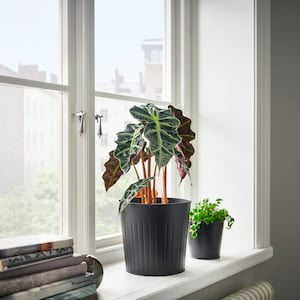 CITRONMELISS Plant pot, in/outdoor/anthracite, 19 cm