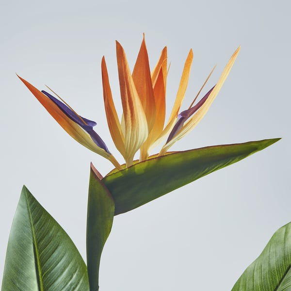 FEJKA artificial potted plant, in/outdoor Bird of paradise, 19 cm, 80593234