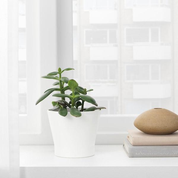 PAPAJA Plant pot, white 9 cm