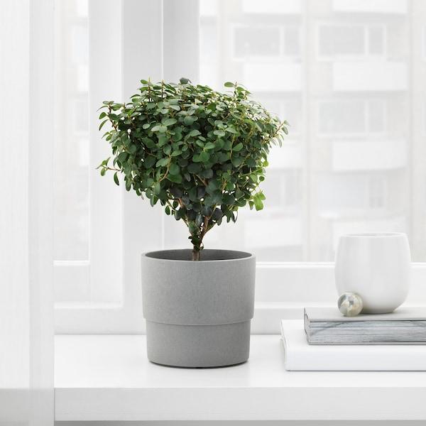 NYPON Plant pot, in/outdoor grey 9 cm