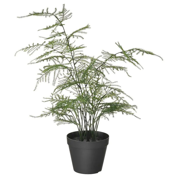 FEJKA Artificial potted plant, in/outdoor Asparagus, 12 cm