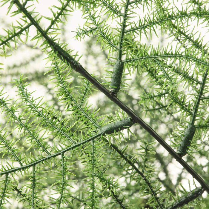 FEJKA Artificial potted plant, in/outdoor Asparagus, 12 cm