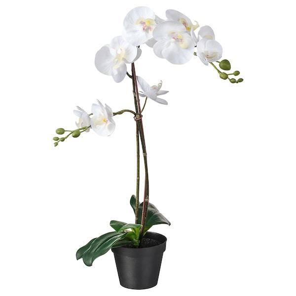 FEJKA Artificial potted plant, Orchid white 12 cm