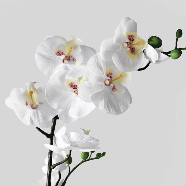 FEJKA Artificial potted plant, Orchid white 12 cm