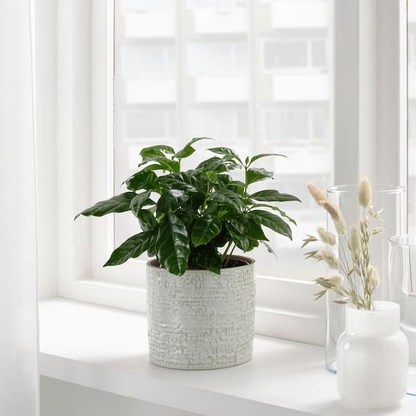 CHIAFRON Plant pot, in/outdoor white 12 cm