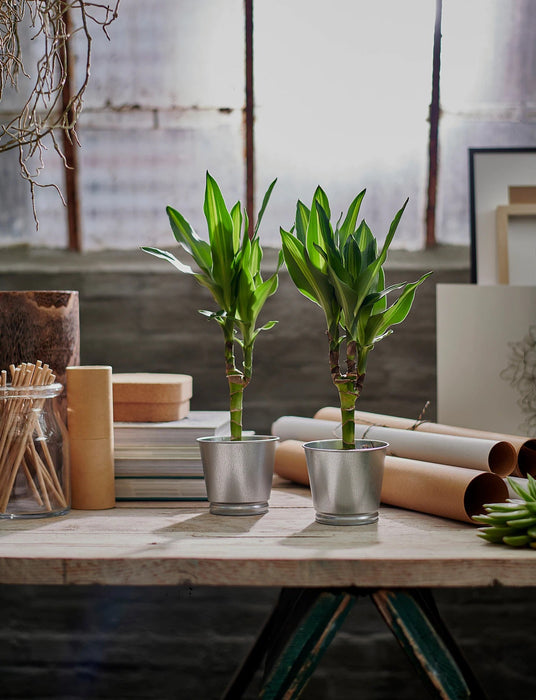 BINTJE Plant pot, galvanised 9 cm