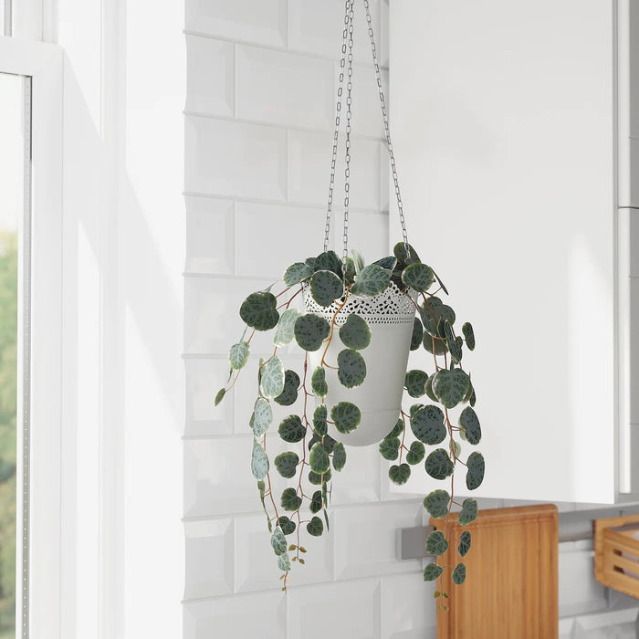 FEJKA Artificial potted plant, in/outdoor hanging/String of hearts 9 cm