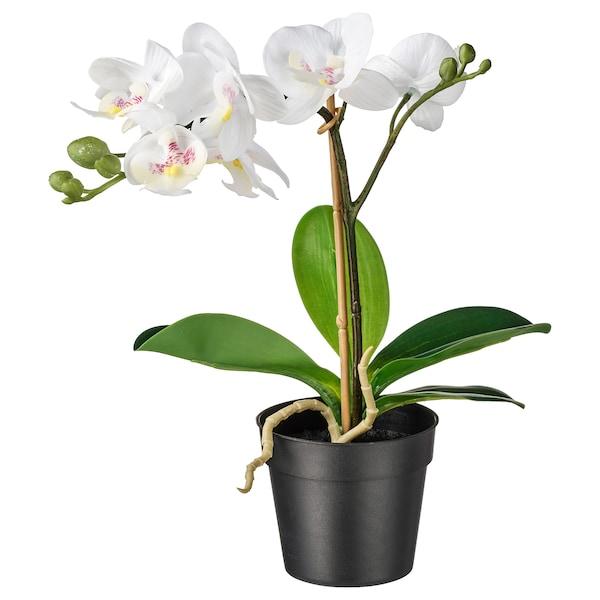 FEJKA Artificial potted plant, Orchid white 9 cm