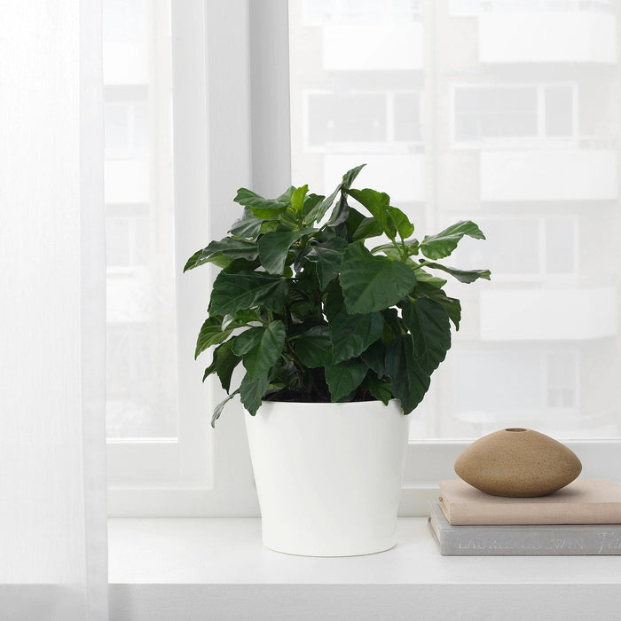 PAPAJA Plant pot, white 12 cm