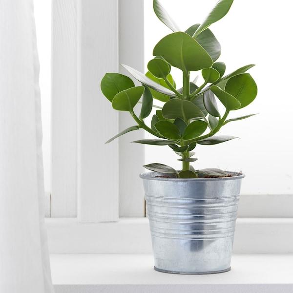 SOCKER Plant pot, in/outdoor/galvanised 12 cm