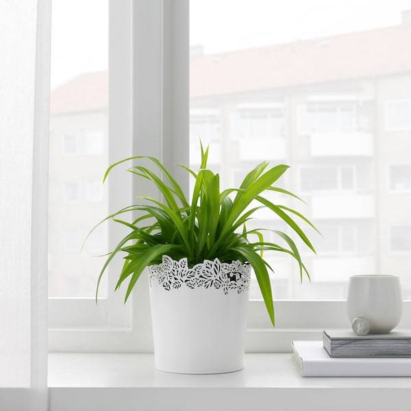 SAMVERKA Plant pot, white 12 cm