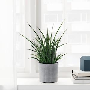 BOYSENBAR Plant pot, in/outdoor light grey 12 cm